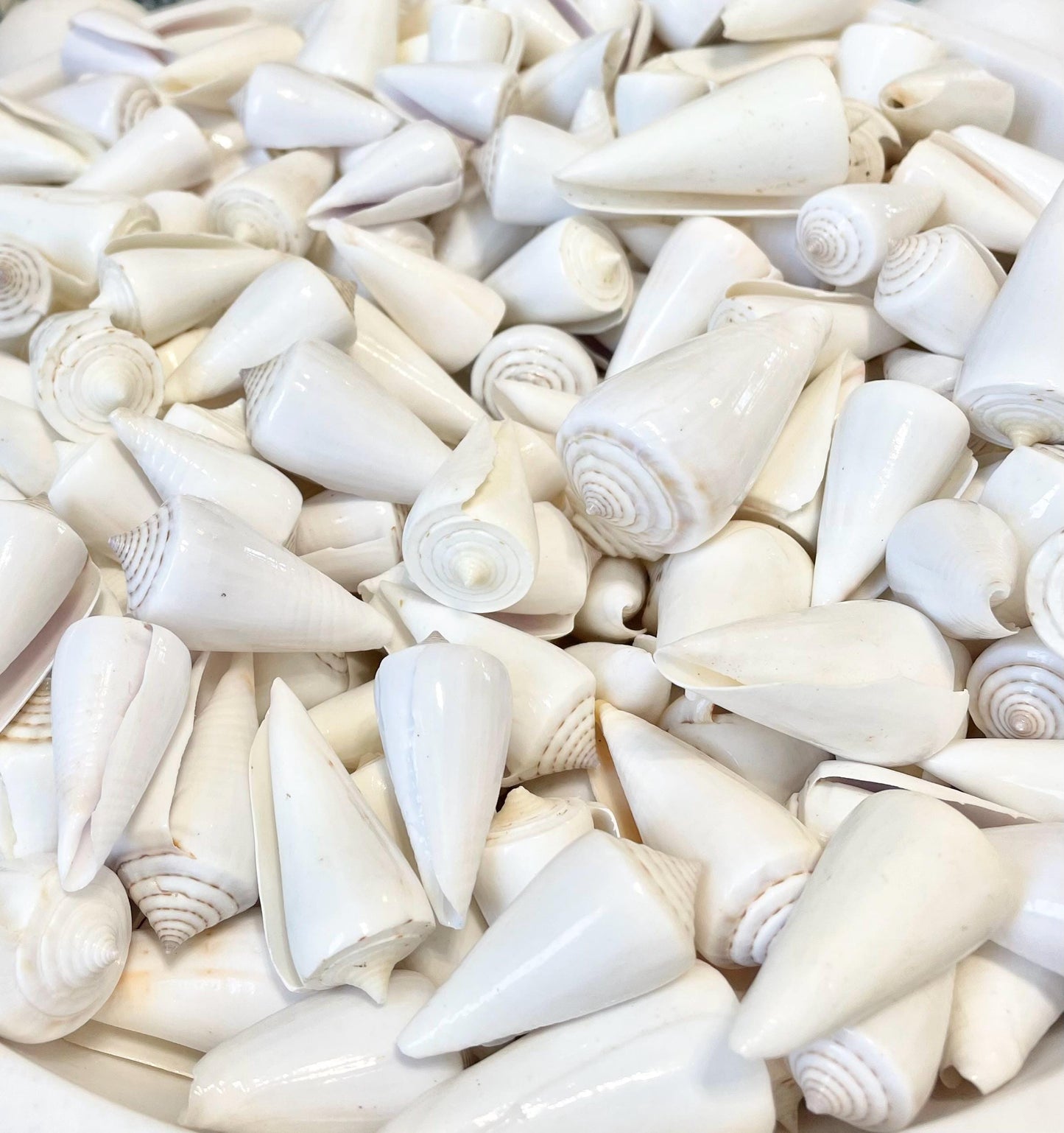 Pure White Natural Cone Shells: 1.5-2.5" You Choose Size, Craft Jewelry Supply Seashell