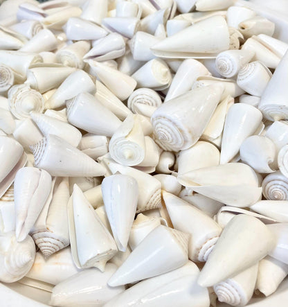 Pure White Natural Cone Shells: 1.5-2.5" You Choose Size, Craft Jewelry Supply Seashell