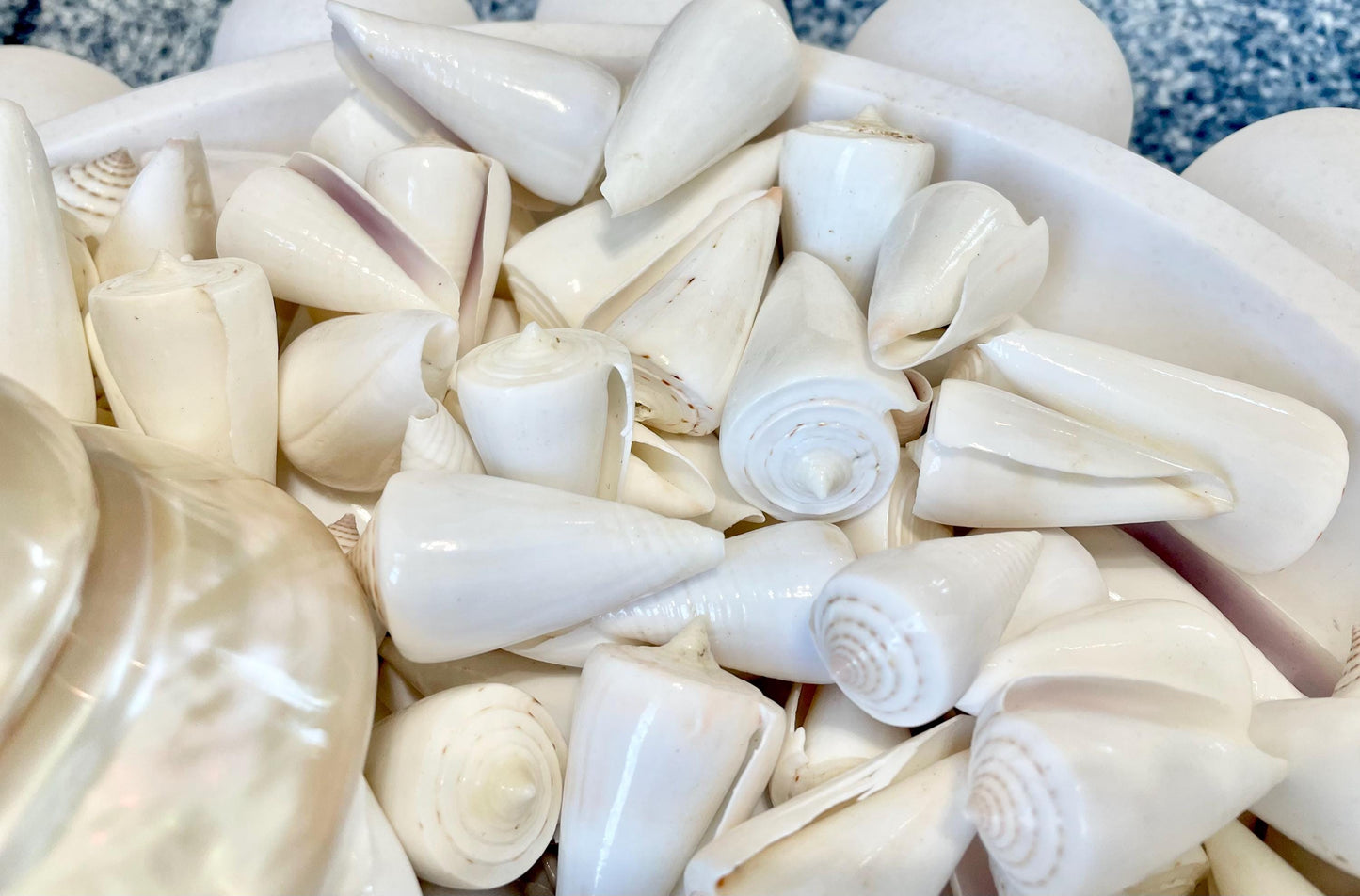 Pure White Natural Cone Shells: 1.5-2.5" You Choose Size, Craft Jewelry Supply Seashell