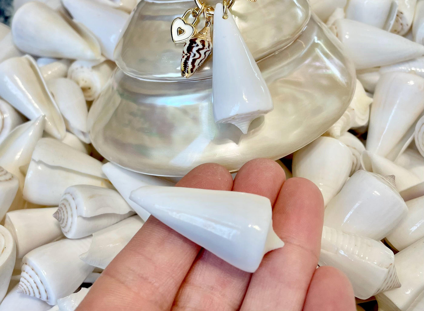 Pure White Natural Cone Shells: 1.5-2.5" You Choose Size, Craft Jewelry Supply Seashell