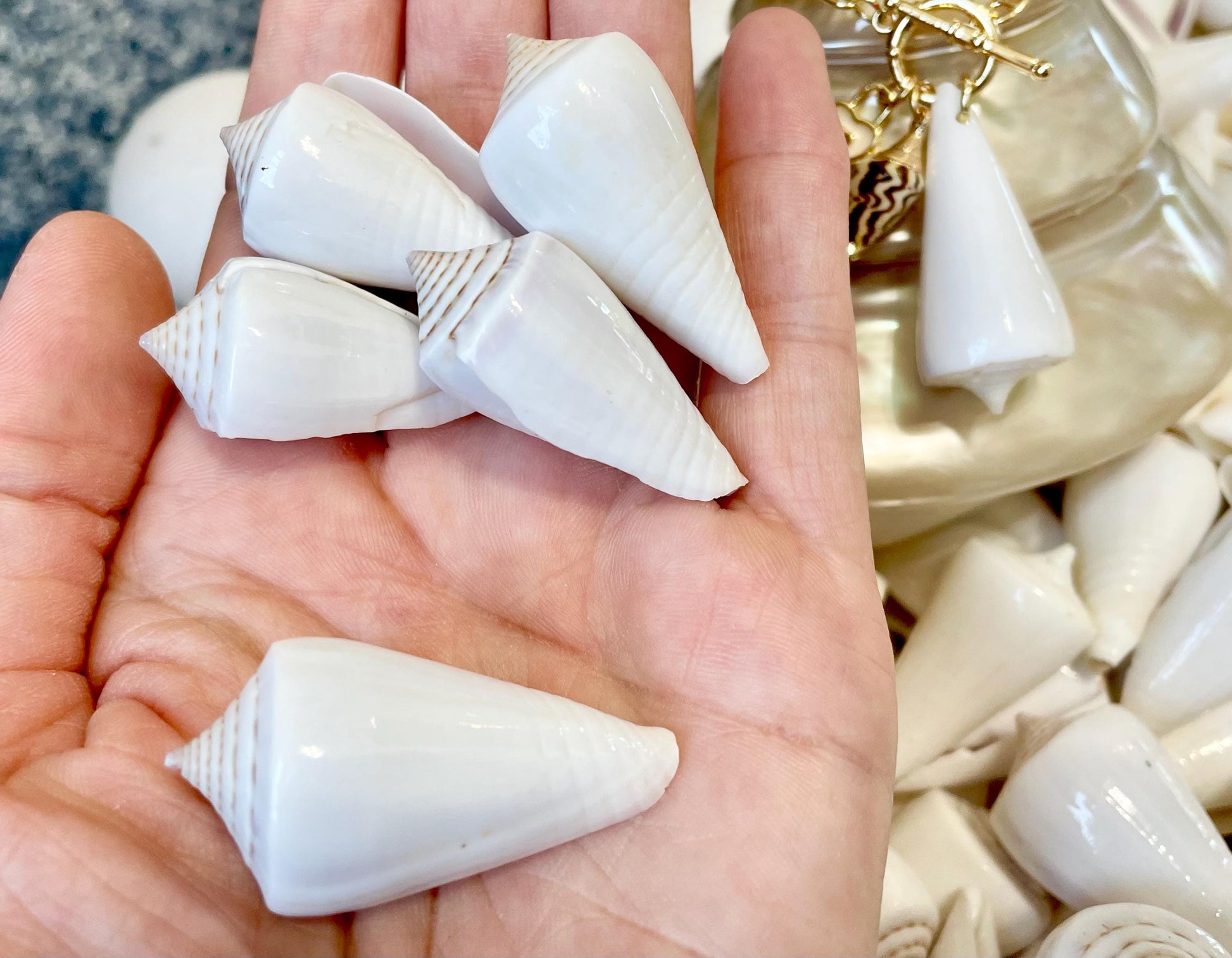 Pure White Natural Cone Shells: 1.5-2.5" You Choose Size, Craft Jewelry Supply Seashell