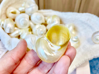 DESIGNER HERMIT CRAB Turbo Shells *1.5-2" w/ .75-1" opening* Golden Pearl Goldmouth Seashell