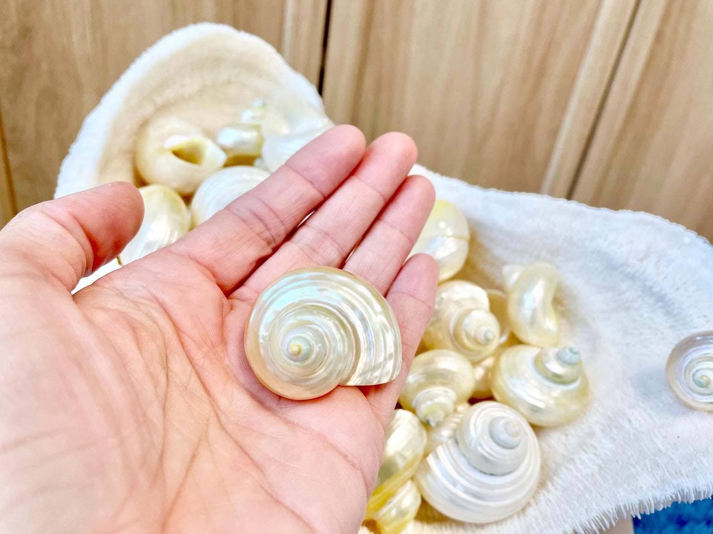 DESIGNER HERMIT CRAB Turbo Shells *1.5-2" w/ .75-1" opening* Golden Pearl Goldmouth Seashell