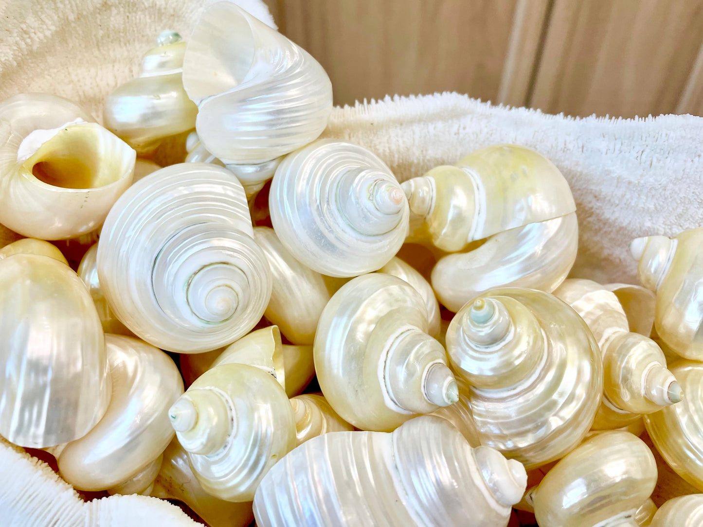 DESIGNER HERMIT CRAB Turbo Shells *1.5-2" w/ .75-1" opening* Golden Pearl Goldmouth Seashell