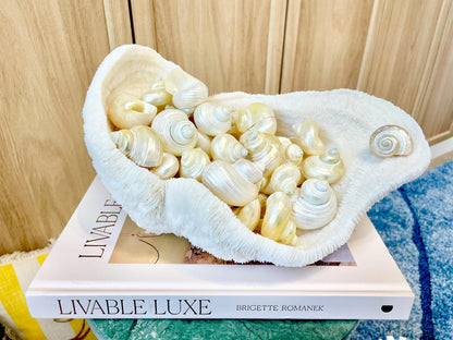 DESIGNER HERMIT CRAB Turbo Shells *1.5-2" w/ .75-1" opening* Golden Pearl Goldmouth Seashell