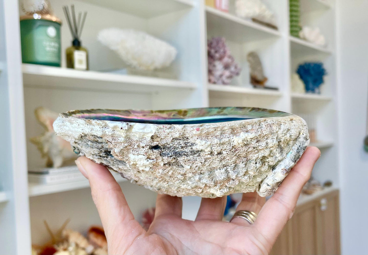 Raw Pink Deep Abalone Sage Shell 6-7" Blue Purple Iridescent Coastal Décor Seashell