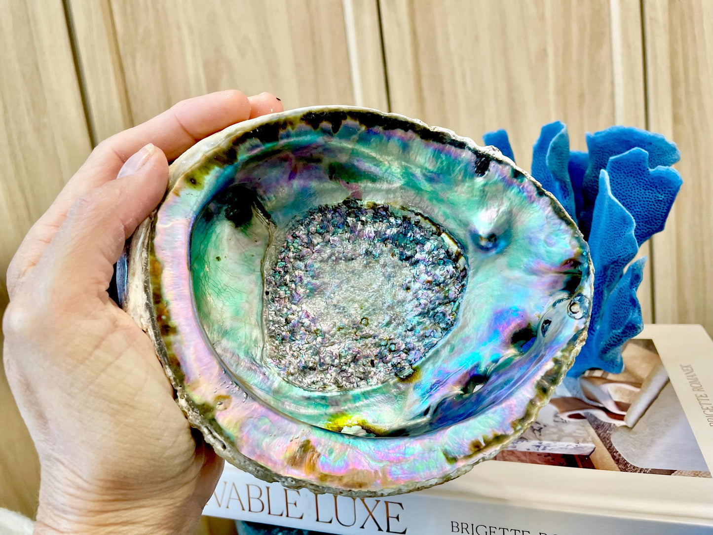 Raw Pink Deep Abalone Sage Shell 6-7" Blue Purple Iridescent Coastal Décor Seashell