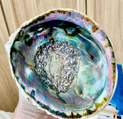 Raw Pink Deep Abalone Sage Shell 6-7" Blue Purple Iridescent Coastal Décor Seashell