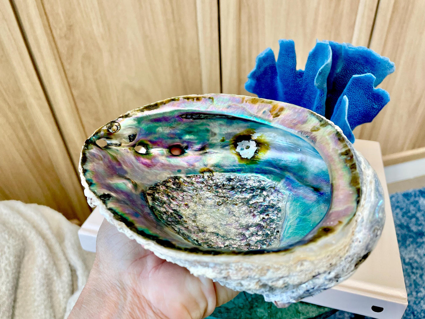 Raw Pink Deep Abalone Sage Shell 6-7" Blue Purple Iridescent Coastal Décor Seashell