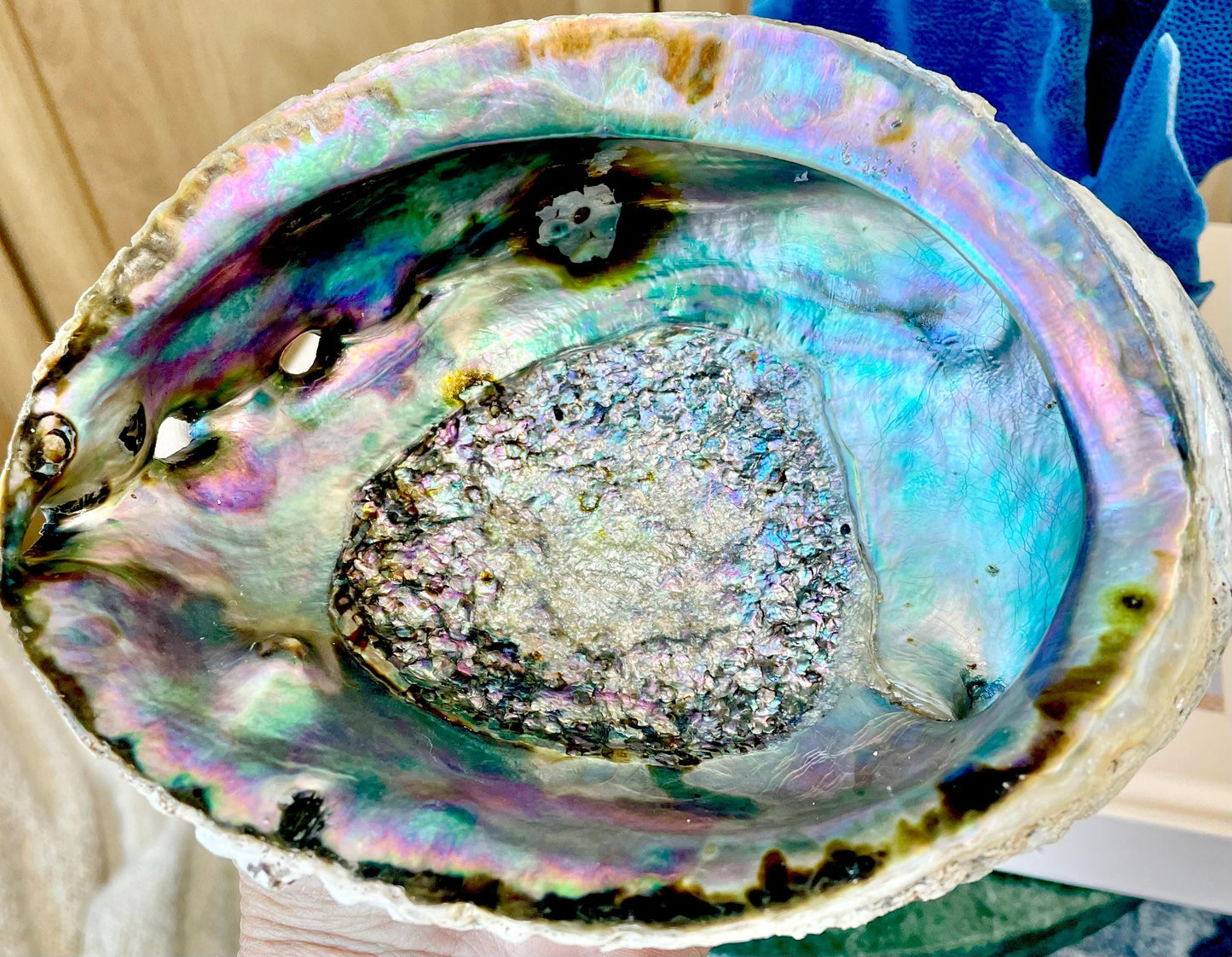 Raw Pink Deep Abalone Sage Shell 6-7" Blue Purple Iridescent Coastal Décor Seashell