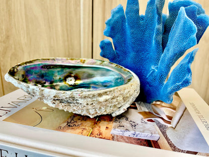 Raw Pink Deep Abalone Sage Shell 6-7" Blue Purple Iridescent Coastal Décor Seashell