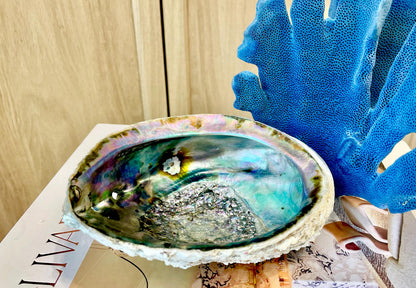 Raw Pink Deep Abalone Sage Shell 6-7" Blue Purple Iridescent Coastal Décor Seashell