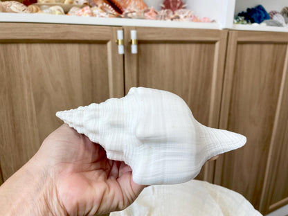 Sacred Chank Shells *All Sizes* Crisp White Display Seashell Coastal Décor