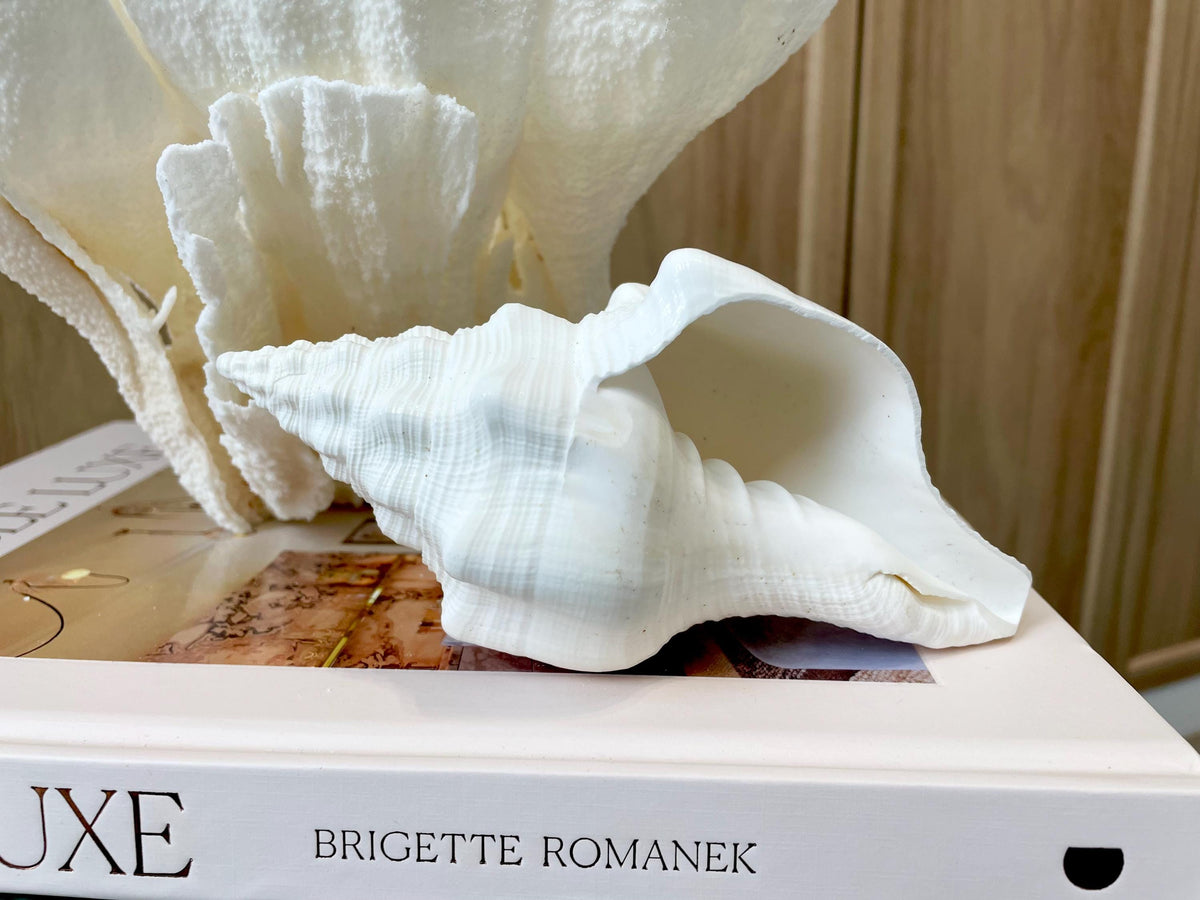 Sacred Chank Shells *All Sizes* Crisp White Display Seashell Coastal Décor