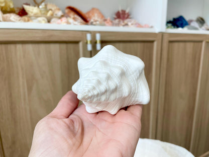 Sacred Chank Shells *All Sizes* Crisp White Display Seashell Coastal Décor