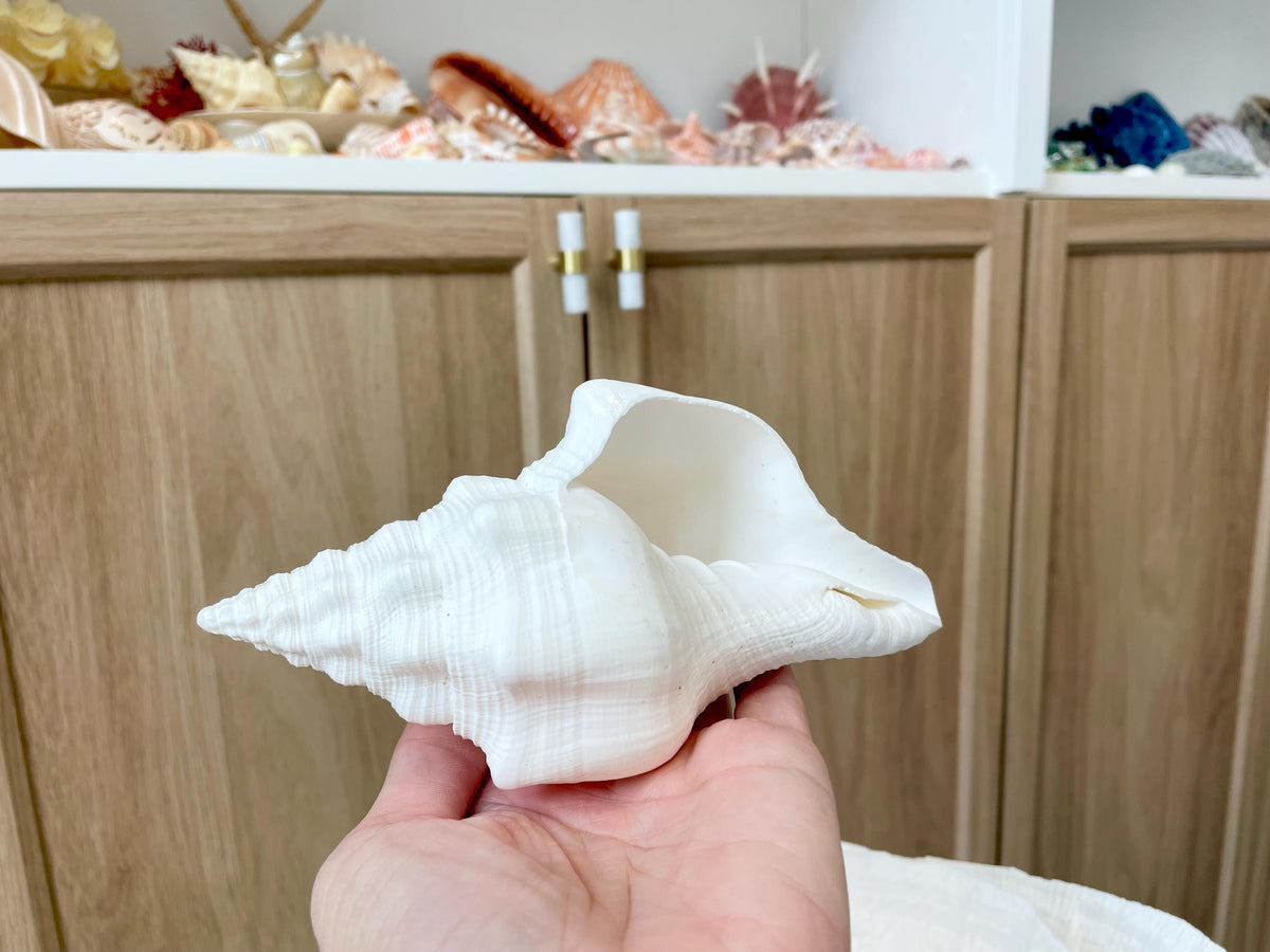 Sacred Chank Shells *All Sizes* Crisp White Display Seashell Coastal Décor
