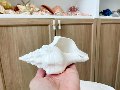 Sacred Chank Shells *All Sizes* Crisp White Display Seashell Coastal Décor