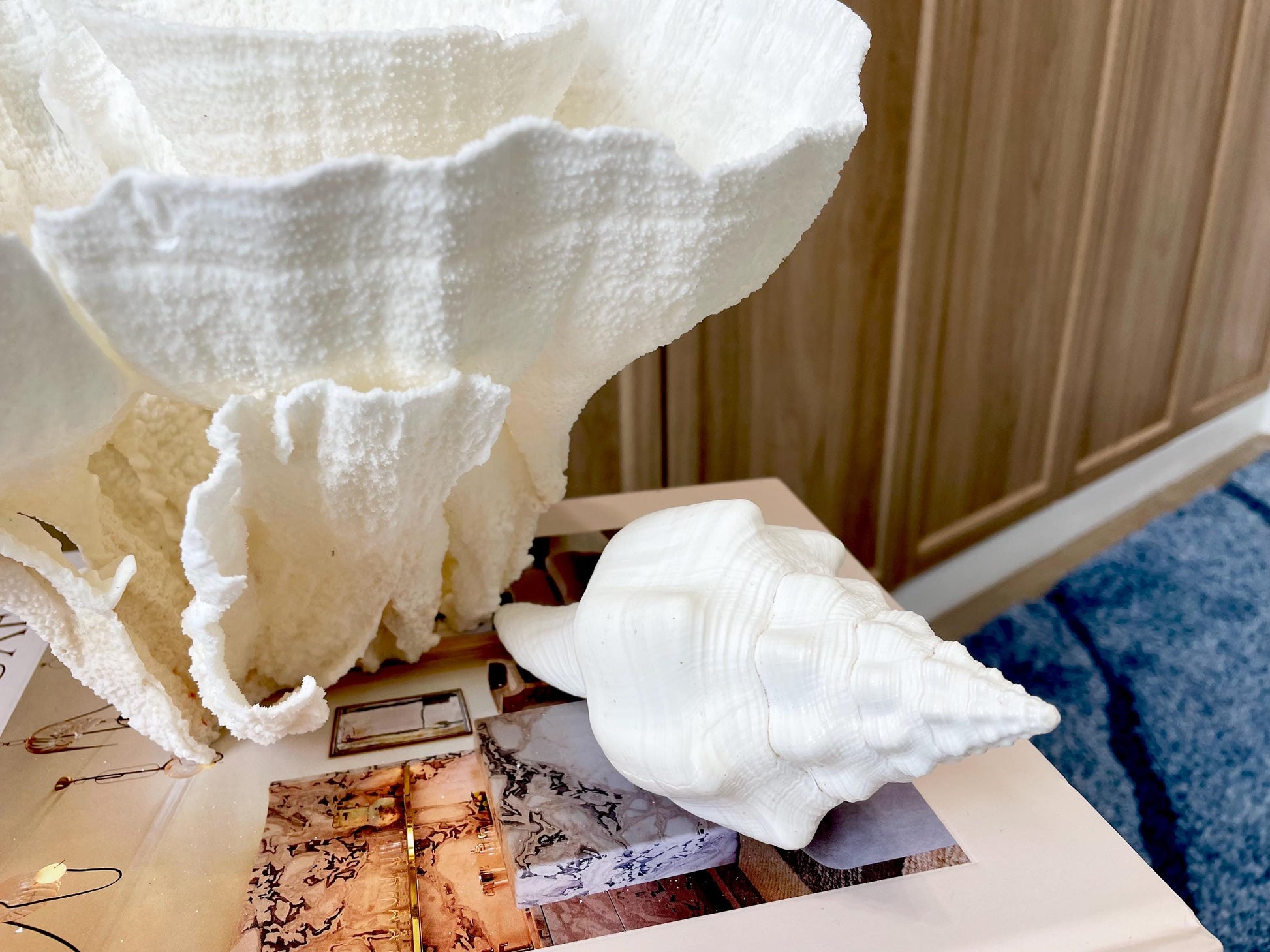 Sacred Chank Shells *All Sizes* Crisp White Display Seashell Coastal Décor