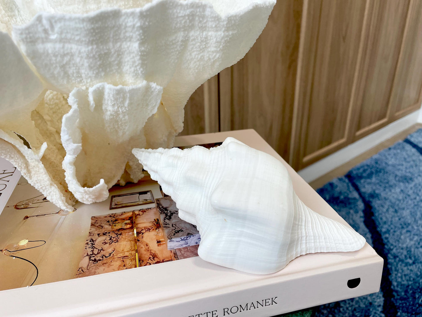 Sacred Chank Shells *All Sizes* Crisp White Display Seashell Coastal Décor