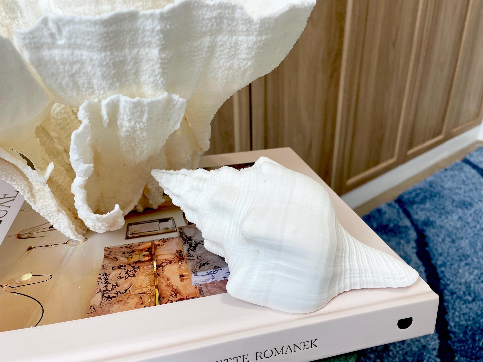 Sacred Chank Shells *All Sizes* Crisp White Display Seashell Coastal Décor