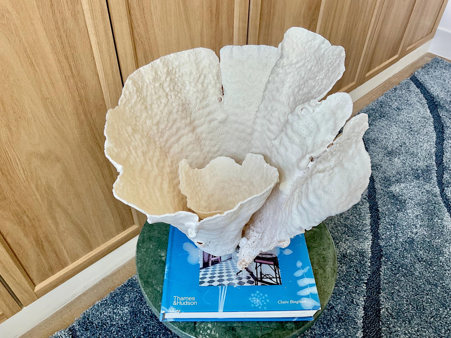 Natural Spiral Cup Coral Fossil: 13" x 11" x 11" Coastal Beach House White Décor