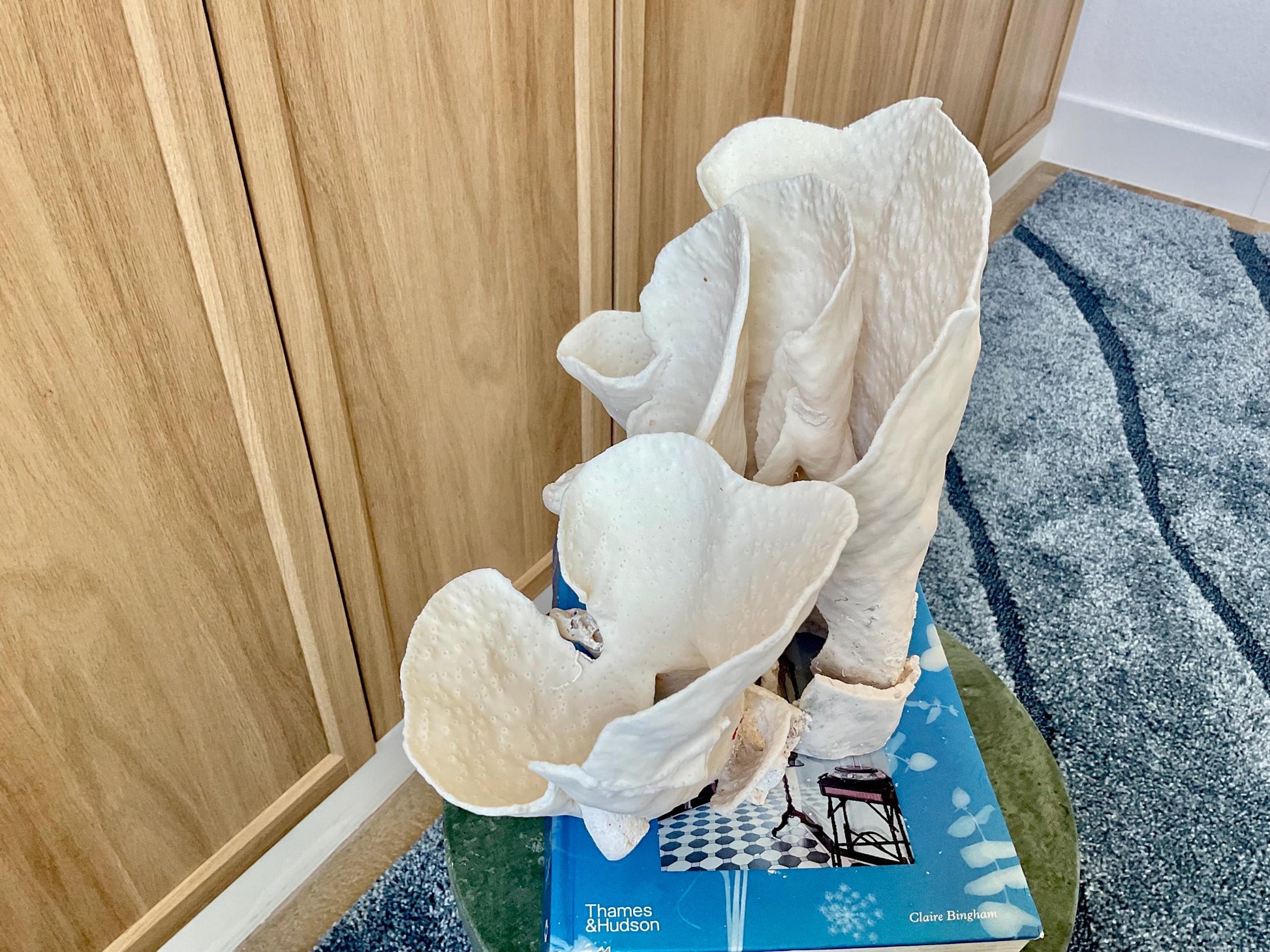 Natural Spiral Cup Coral Fossil: 12" x 7" x 10" Coastal Beach House White Décor