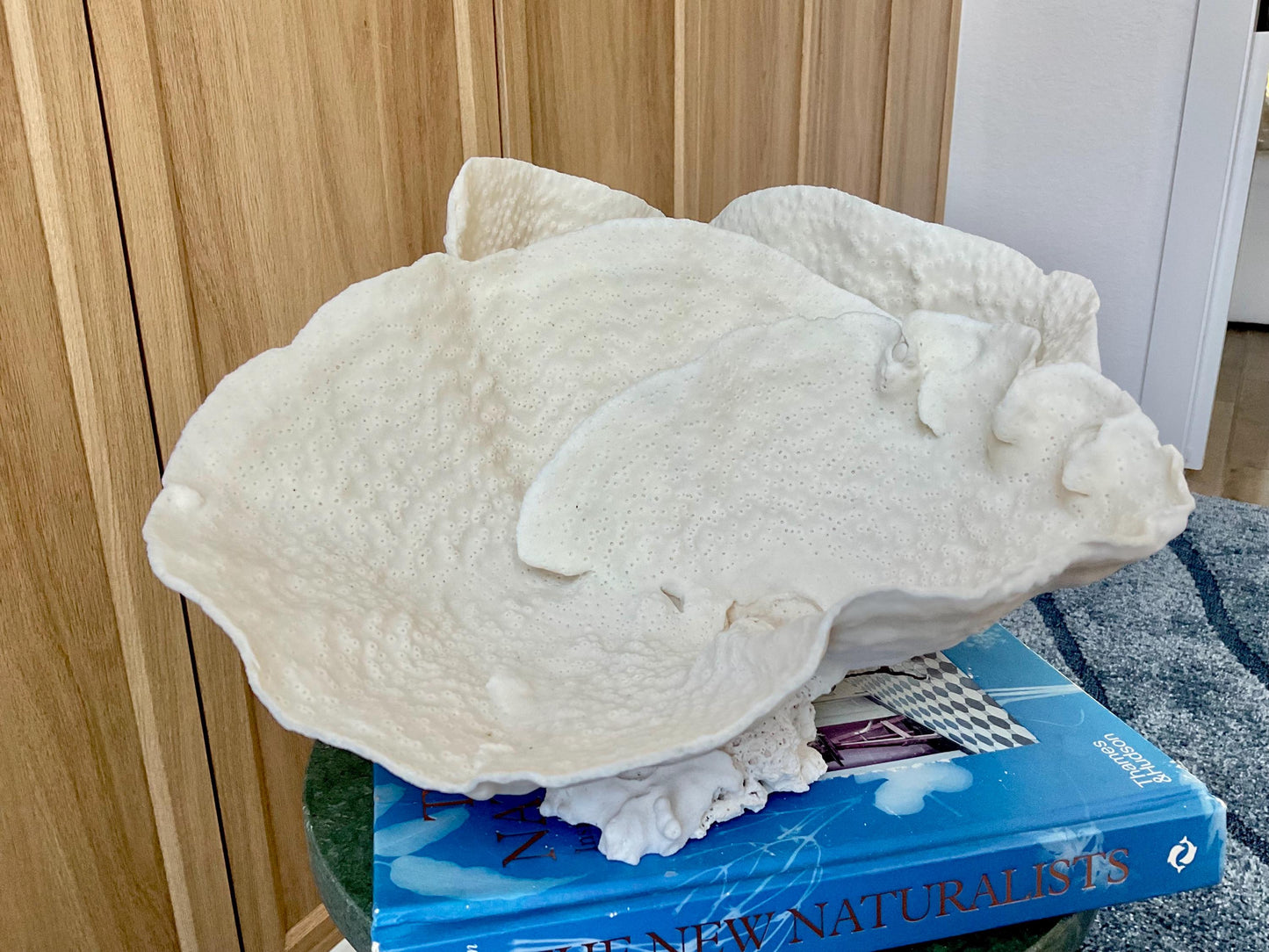 Natural Spiral Cup Coral Fossil: 13.5" x 12" x 7" Coastal Beach House White Décor