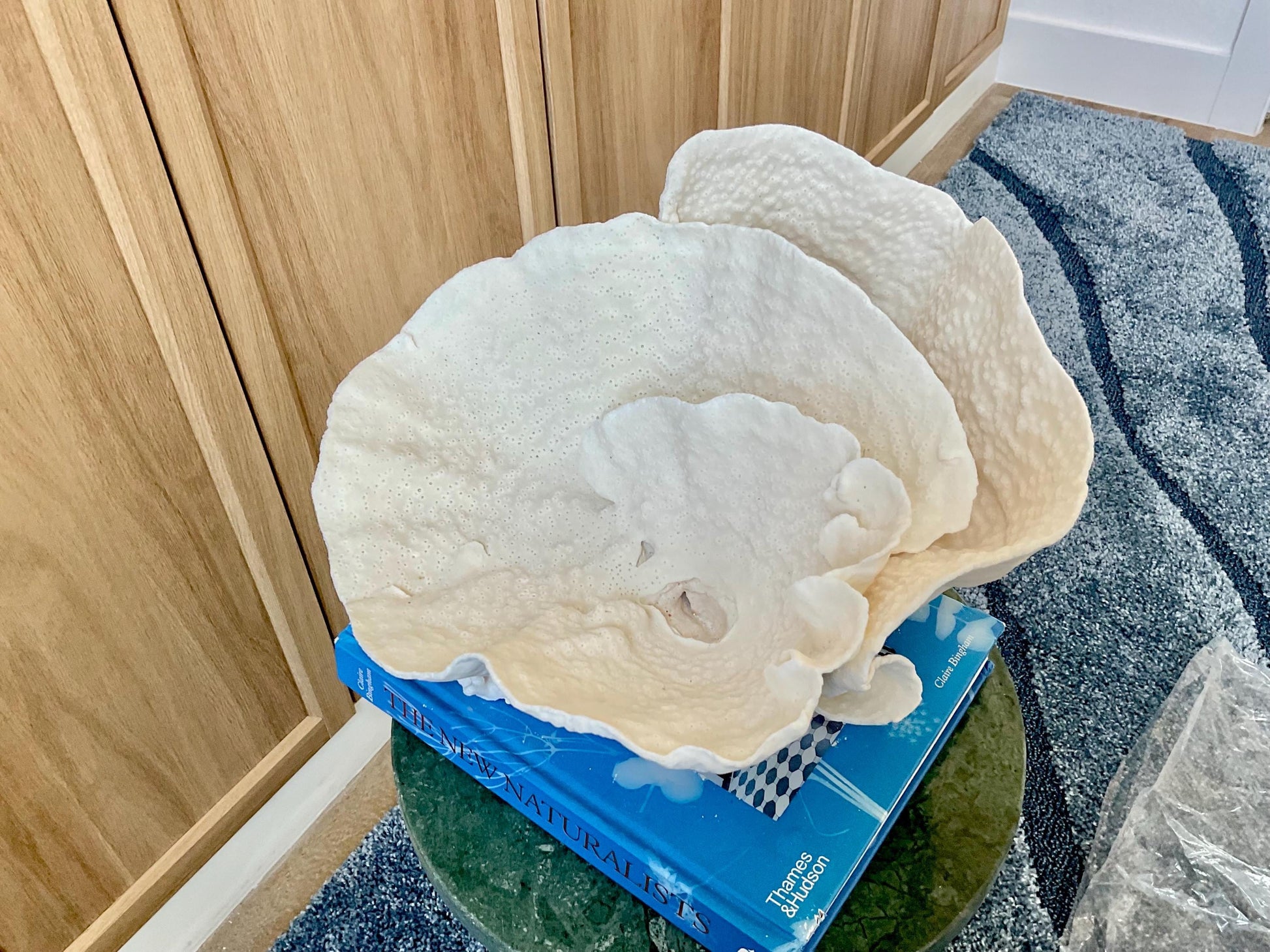 Natural Spiral Cup Coral Fossil: 13.5" x 12" x 7" Coastal Beach House White Décor