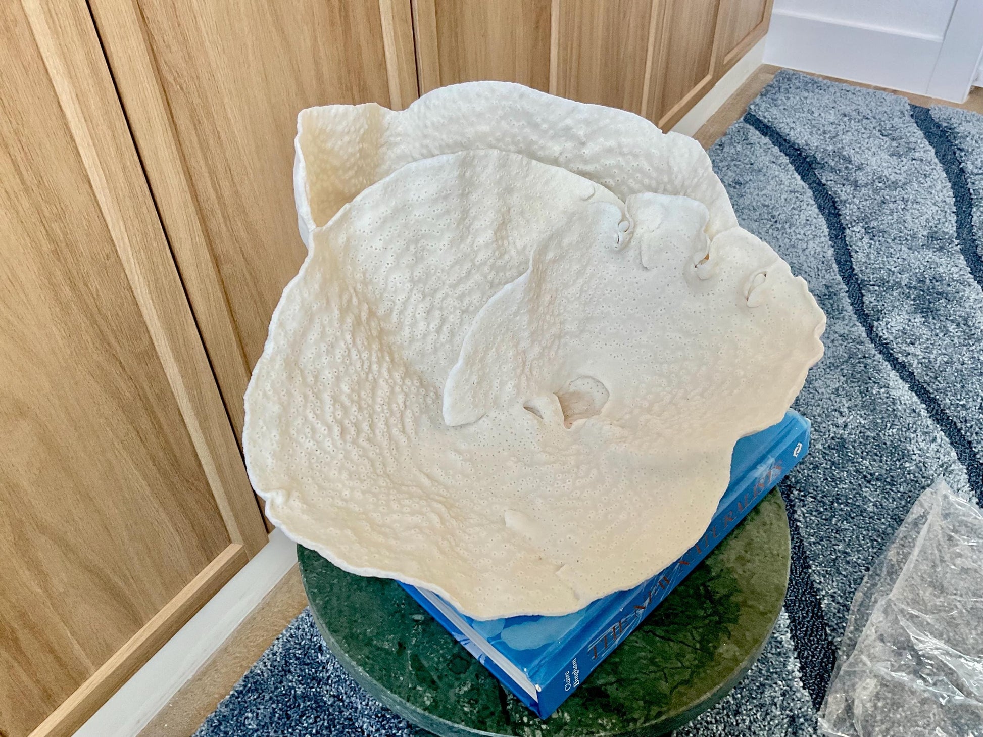 Natural Spiral Cup Coral Fossil: 13.5" x 12" x 7" Coastal Beach House White Décor
