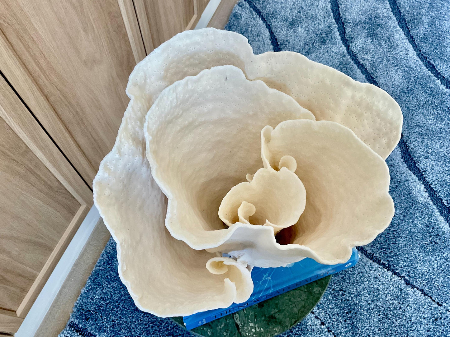 Natural Spiral Cup Coral Fossil: 11" x 9.75" x 11" Coastal Beach House White Décor