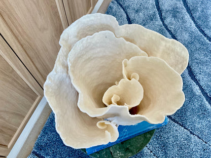 Natural Spiral Cup Coral Fossil: 11" x 9.75" x 11" Coastal Beach House White Décor