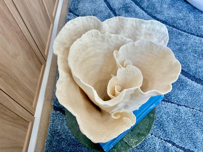 Natural Spiral Cup Coral Fossil: 11" x 9.75" x 11" Coastal Beach House White Décor