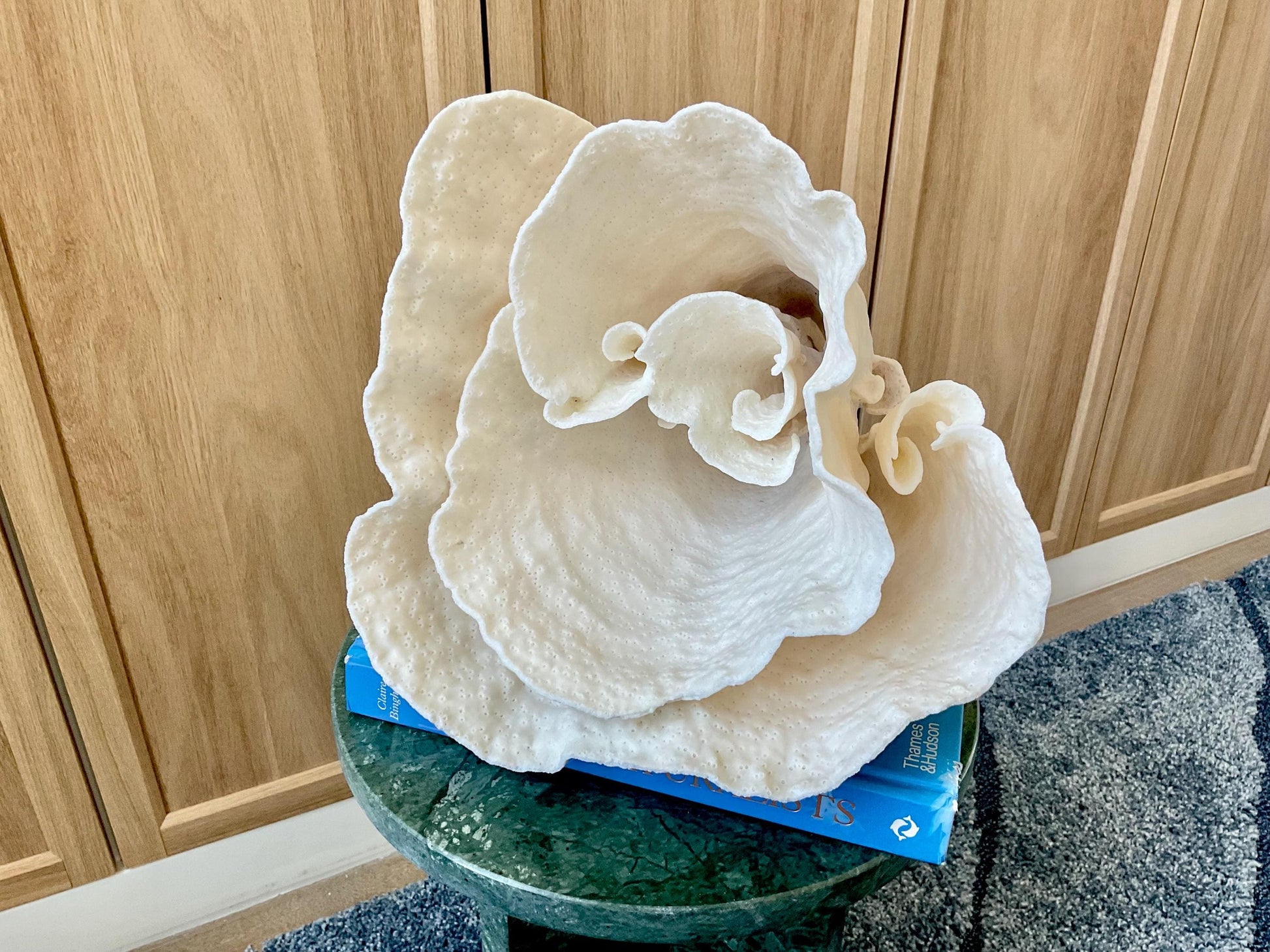Natural Spiral Cup Coral Fossil: 11" x 9.75" x 11" Coastal Beach House White Décor