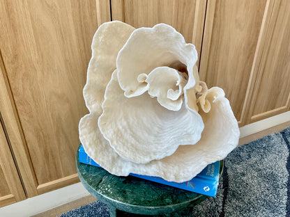 Natural Spiral Cup Coral Fossil: 11" x 9.75" x 11" Coastal Beach House White Décor