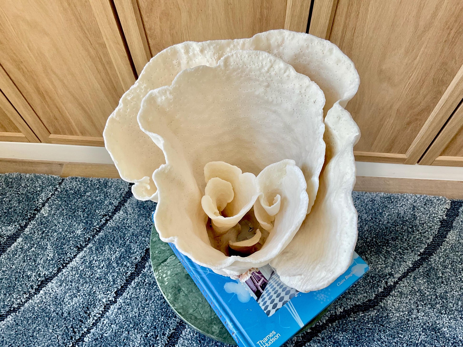 Natural Spiral Cup Coral Fossil: 11" x 9.75" x 11" Coastal Beach House White Décor
