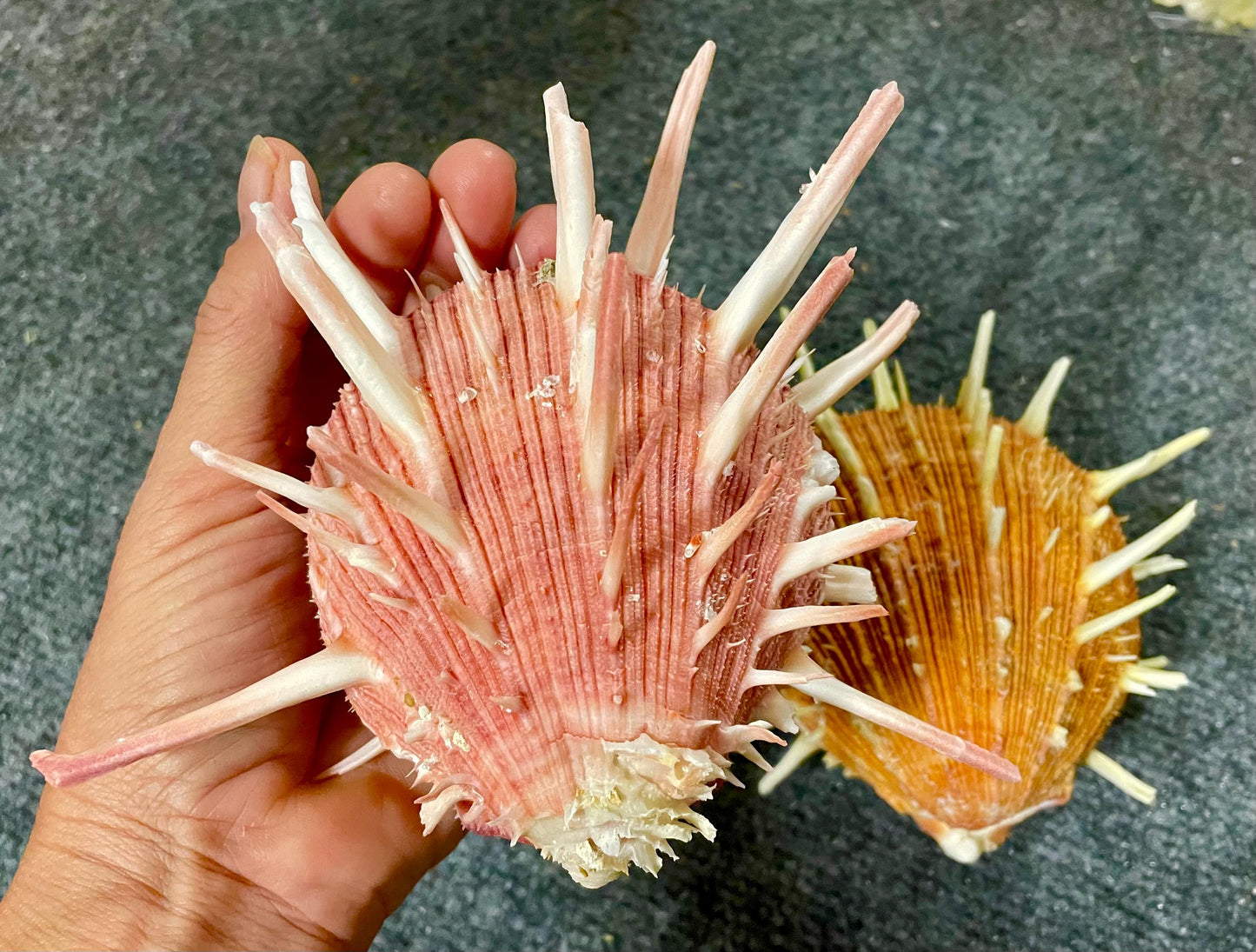 SPINY REGAL OYSTER Pairs: You Pick Size & Color, Pink Orange Display Seashell