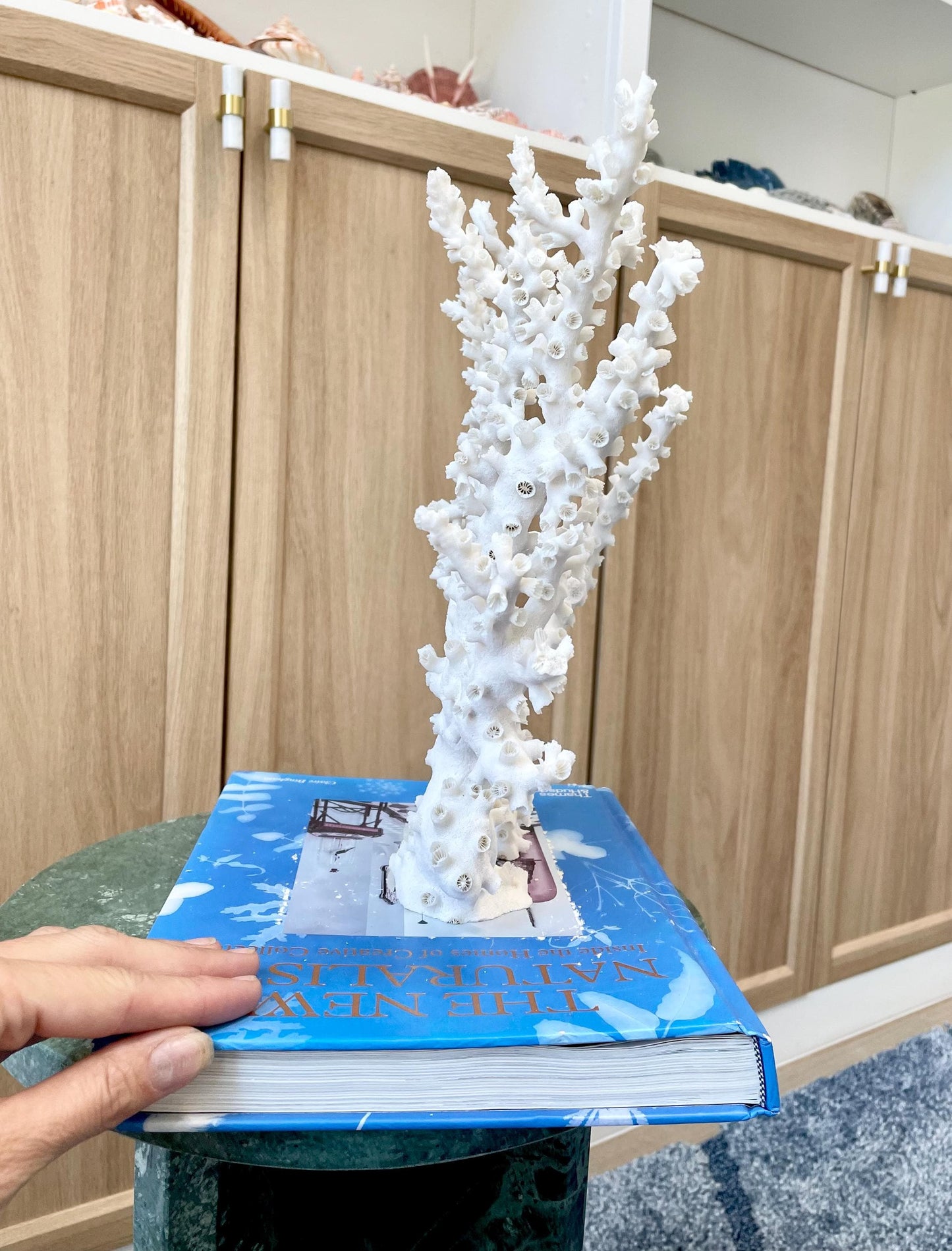 Natural Octopus Coral Fossil Display: 12"x 9.5"x5.5" Coastal Beach Home Décor