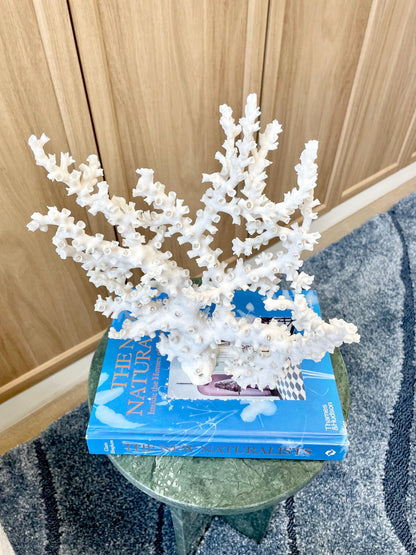 Natural Octopus Coral Fossil Display: 12"x 9.5"x5.5" Coastal Beach Home Décor