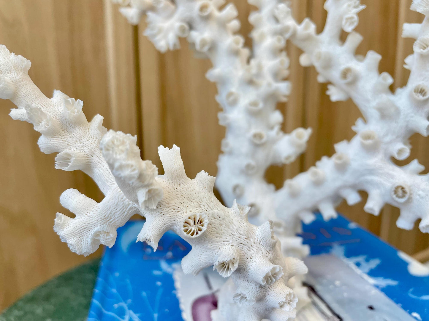 Natural Octopus Coral Fossil Display: 12"x 9"x6.5" Coastal Beach Home Décor