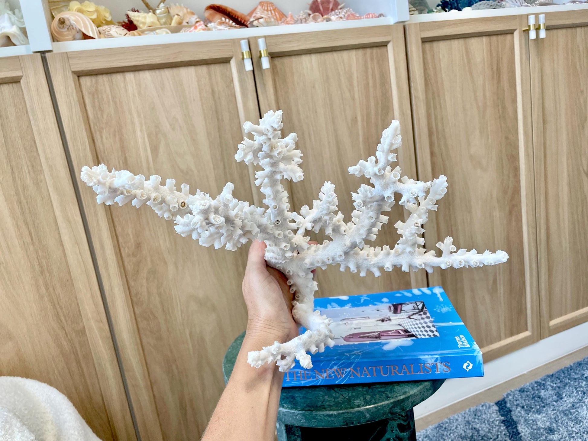 Natural Octopus Coral Fossil Display: 12"x 9"x6.5" Coastal Beach Home Décor