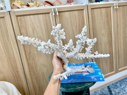 Natural Octopus Coral Fossil Display: 12"x 9"x6.5" Coastal Beach Home Décor