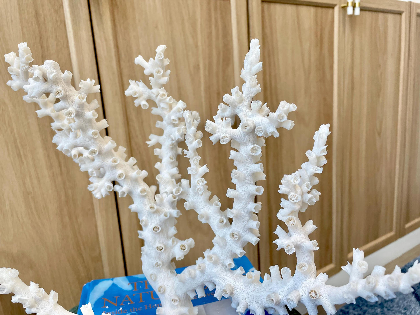 Natural Octopus Coral Fossil Display: 12"x 9"x6.5" Coastal Beach Home Décor