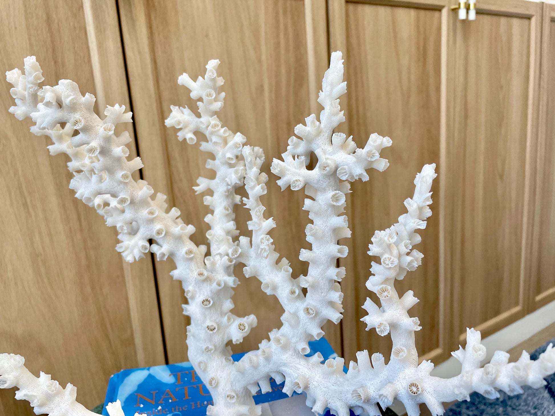 Natural Octopus Coral Fossil Display: 12"x 9"x6.5" Coastal Beach Home Décor