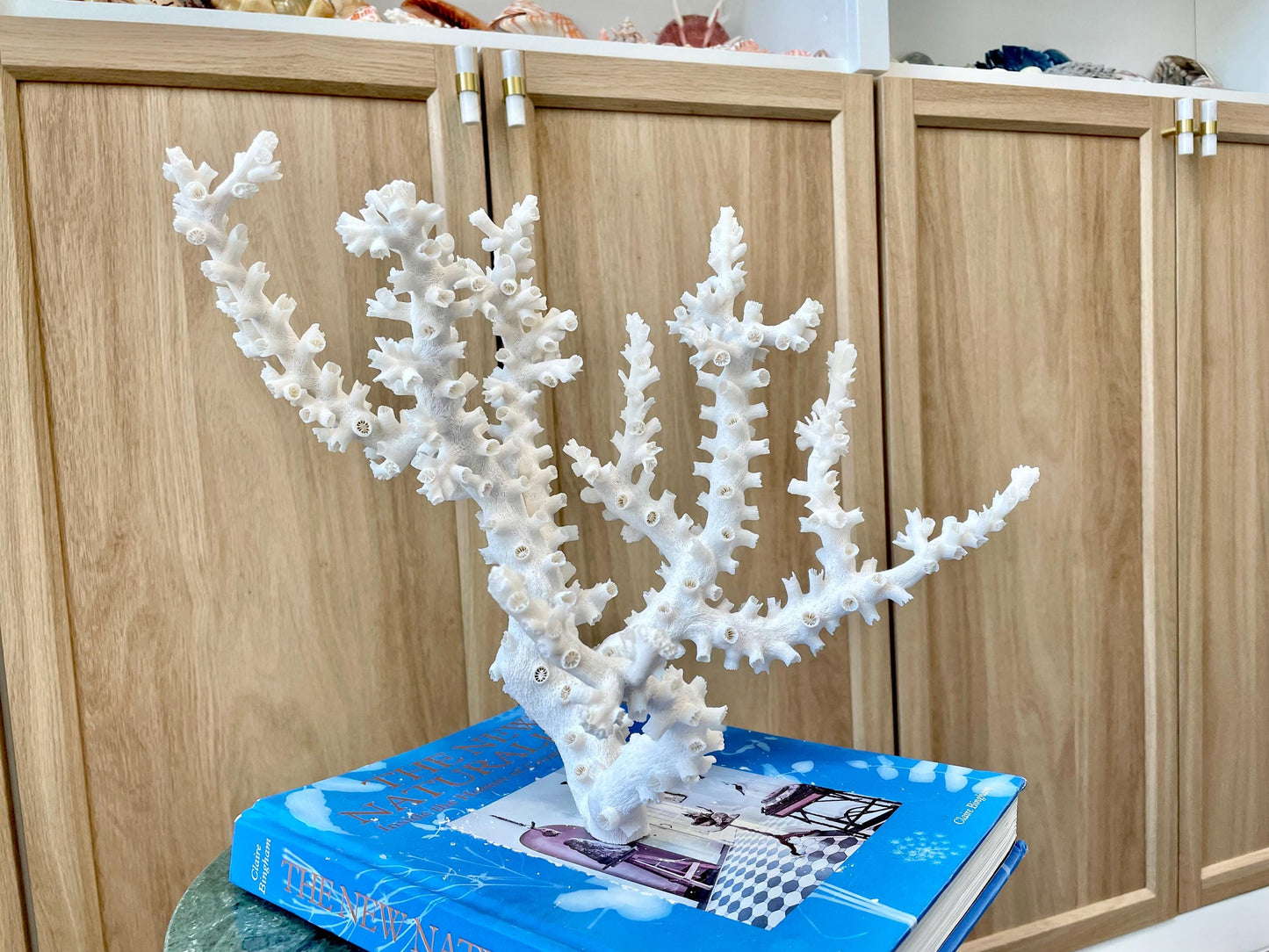Natural Octopus Coral Fossil Display: 12"x 9"x6.5" Coastal Beach Home Décor