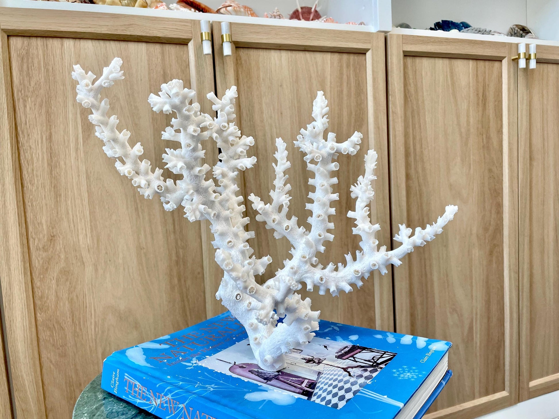 Natural Octopus Coral Fossil Display: 12"x 9"x6.5" Coastal Beach Home Décor