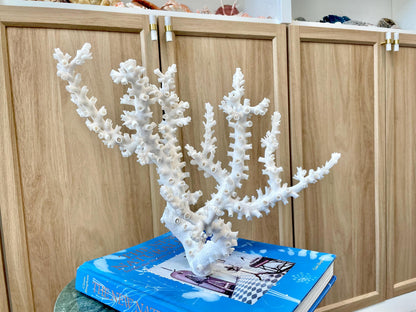 Natural Octopus Coral Fossil Display: 12"x 9"x6.5" Coastal Beach Home Décor