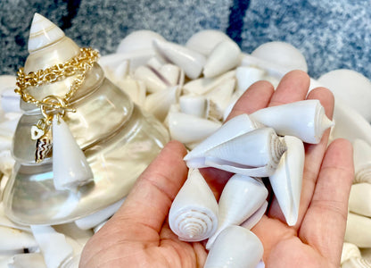 Pure White Natural Cone Shells: 1.5-2.5" You Choose Size, Craft Jewelry Supply Seashell