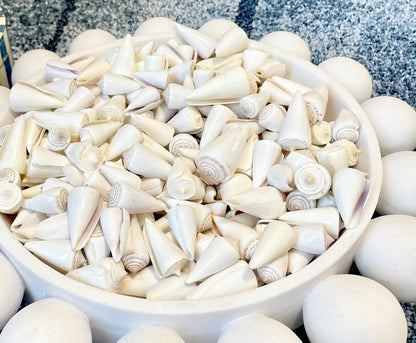 Pure White Natural Cone Shells: 1.5-2.5" You Choose Size, Craft Jewelry Supply Seashell
