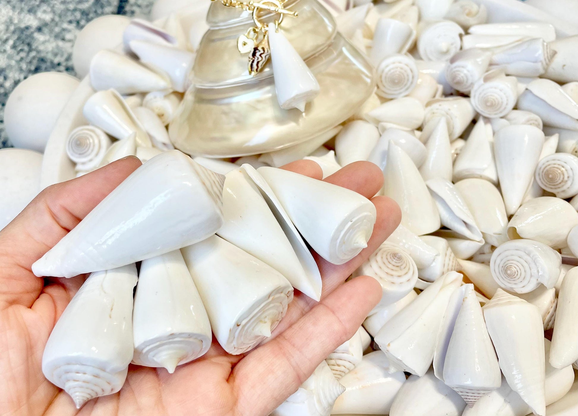 Pure White Natural Cone Shells: 1.5-2.5" You Choose Size, Craft Jewelry Supply Seashell