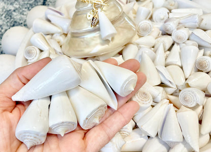Pure White Natural Cone Shells: 1.5-2.5" You Choose Size, Craft Jewelry Supply Seashell
